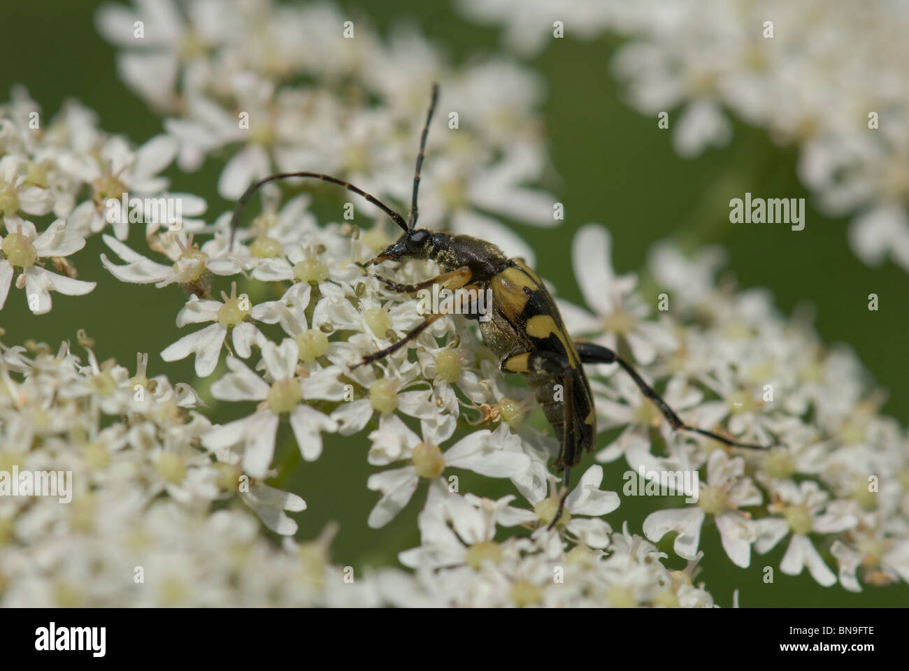 Un longicorne asiatique (Leptura maculata, ( ?) wasp imiter Banque D'Images