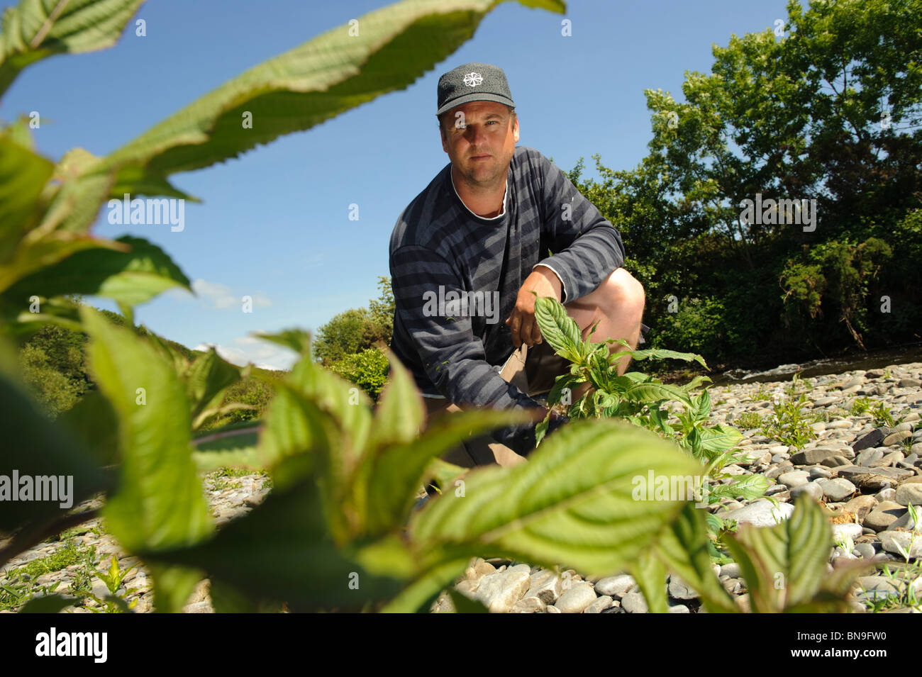 Conseil pour l'entrepreneur de galles campagne TOM TAYLOR travaillant à éliminer les plantes envahissantes balsamine de l'Himalaya de l'Ystwyth Rivière Banque D'Images