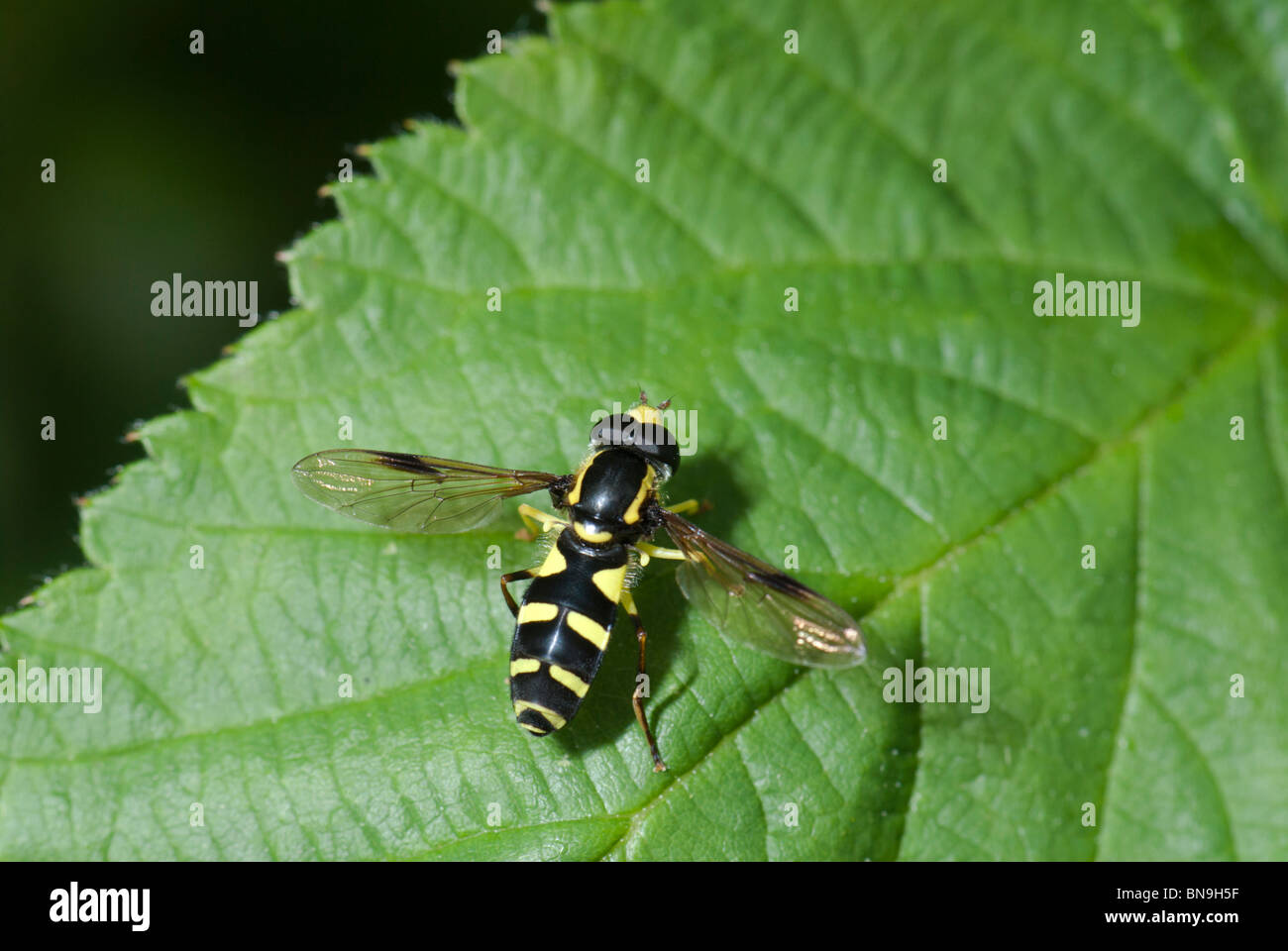 Hoverfly (Xanthogramma pedissequum) sur une feuille. Imiter Wasp Banque D'Images