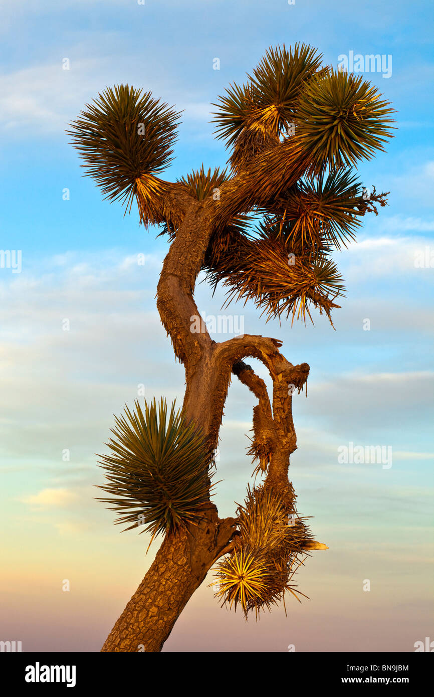 Un Joshua tree (Yucca brevifolia) au coucher du soleil dans le désert de Mojave. Banque D'Images