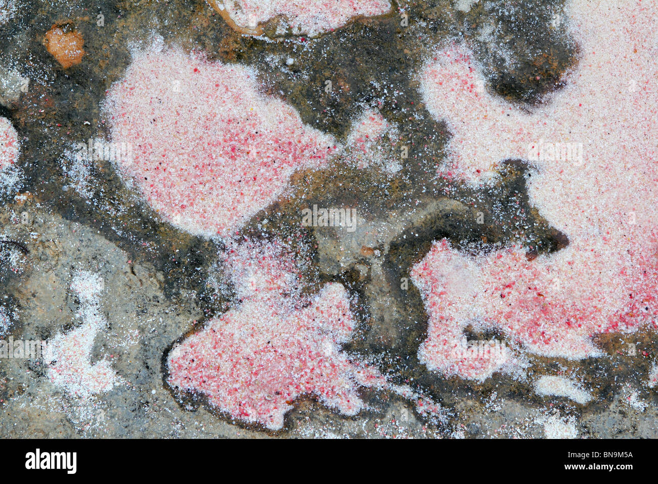 La texture du sable de plage blanc rose plus rock à Formentera Illetes Banque D'Images