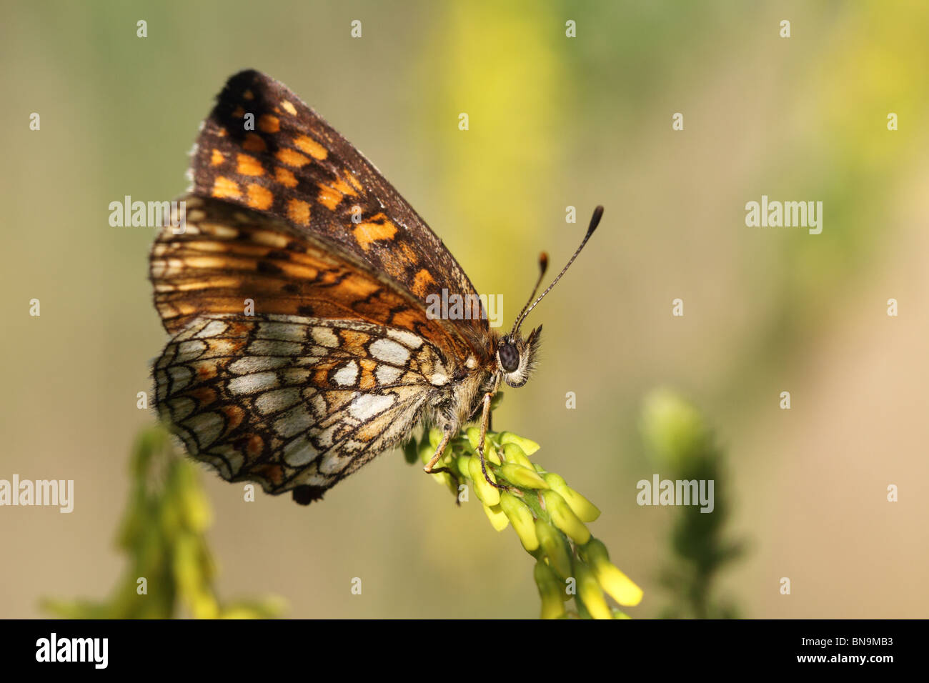 Heath fritillary (Melitaea athalia) Banque D'Images