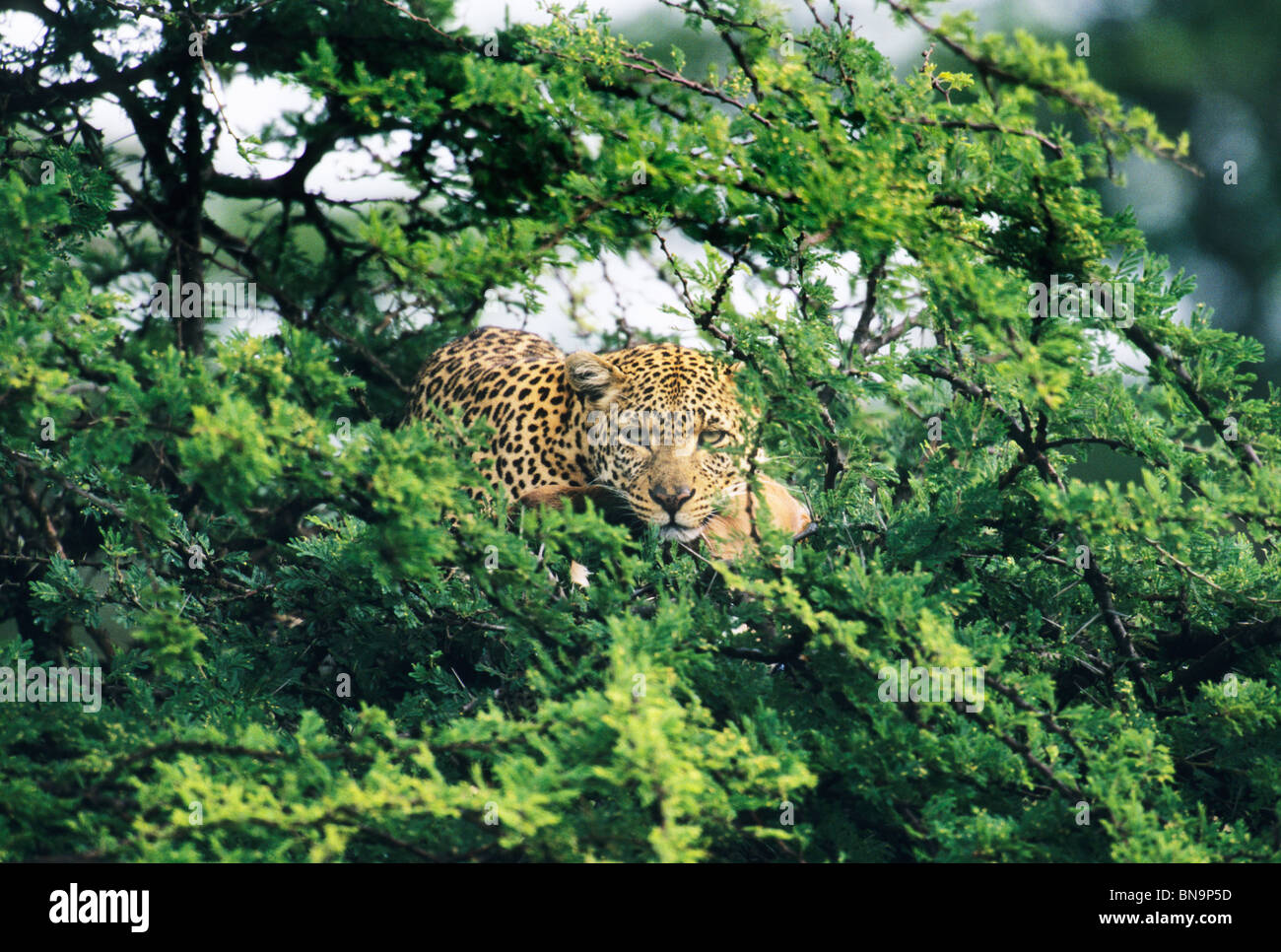 Leopard (Panthera pardus), se nourrissant de proies en acacia, la réserve de Masai Mara, Kenya. Banque D'Images