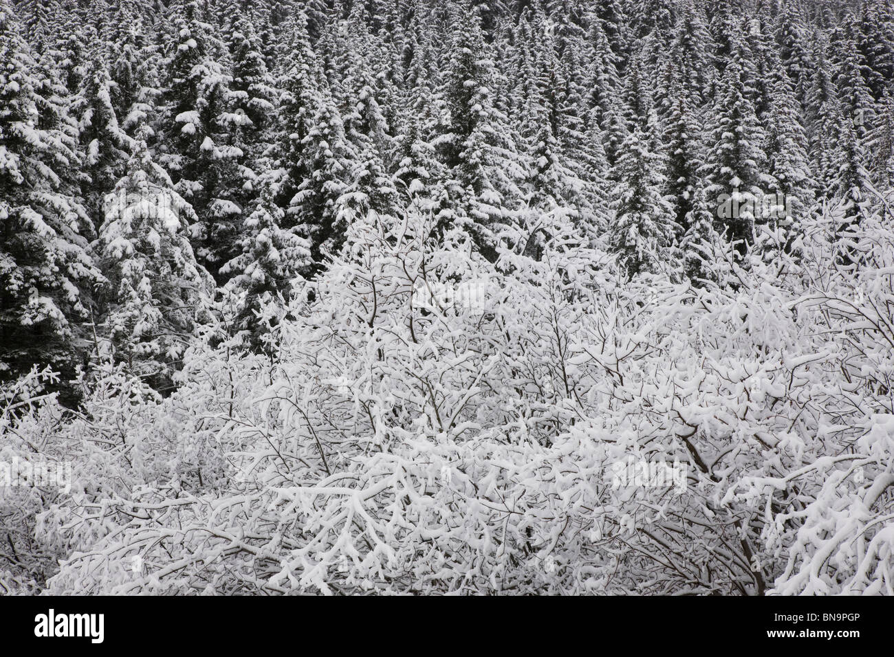 Arbres d'hiver, Seward, Alaska. Banque D'Images