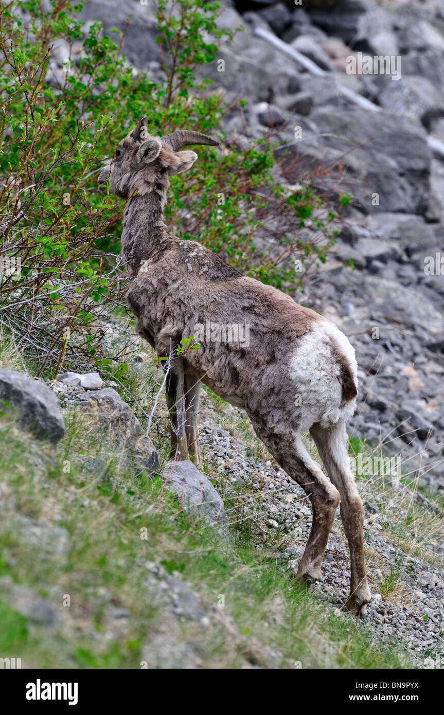 Un mouflon juvénile à l'état sauvage. Le Parc National Jasper, Alberta, Canada. Banque D'Images