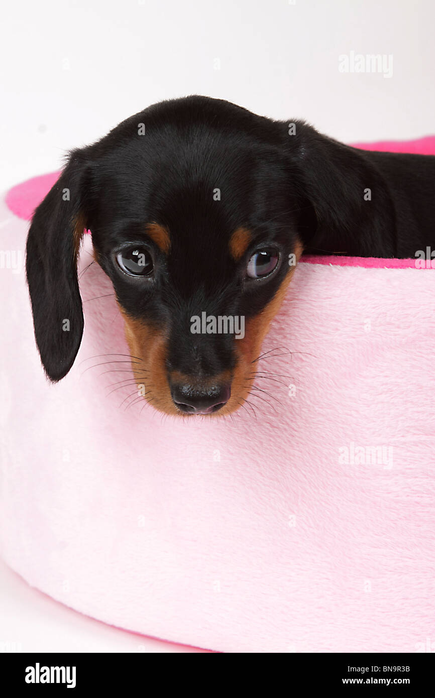 Adorable Chiot Teckel dans un lit pour chien Banque D'Images