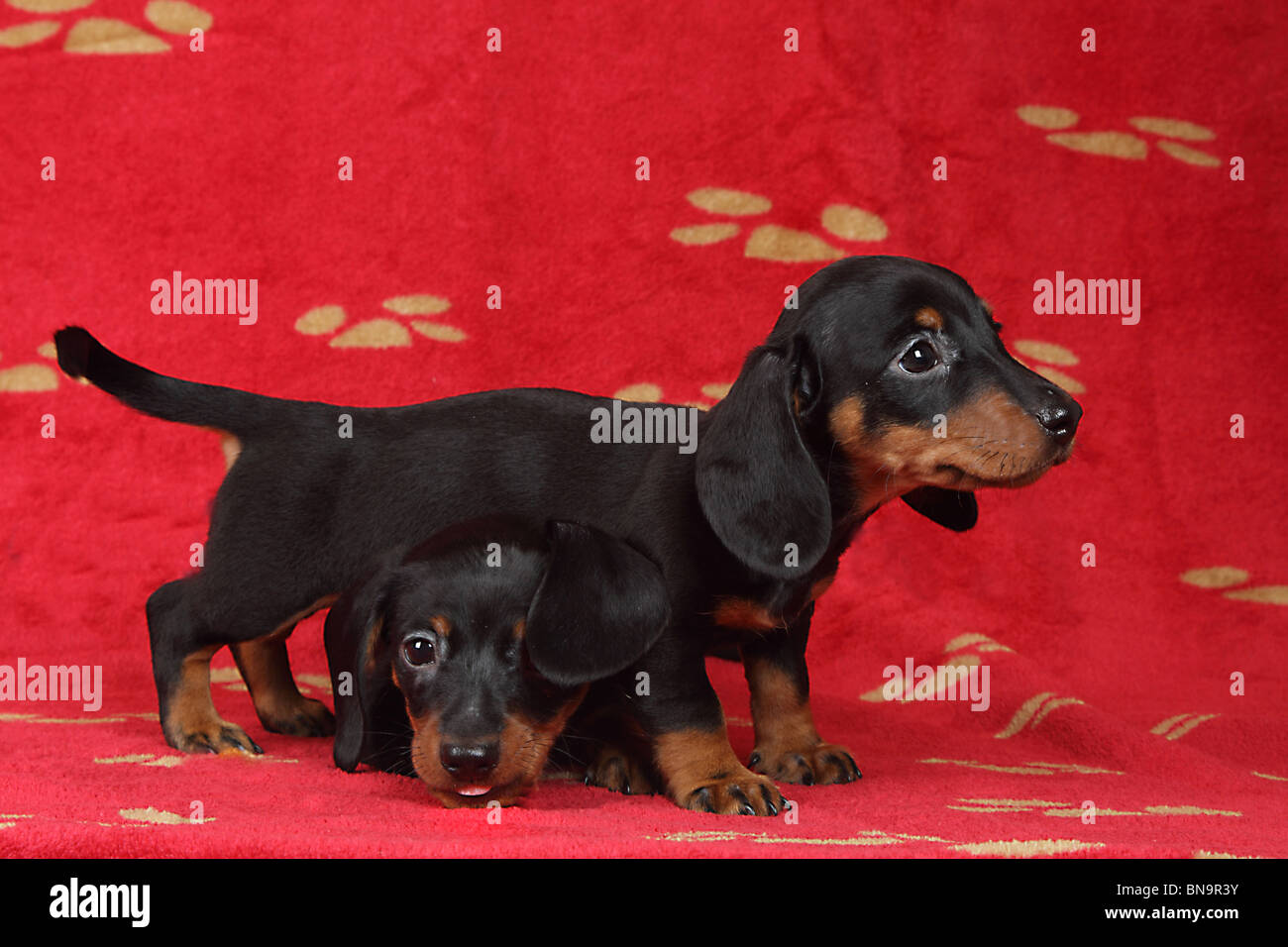 Deux Chiots Doxie contre une couverture pour chien rouge Banque D'Images