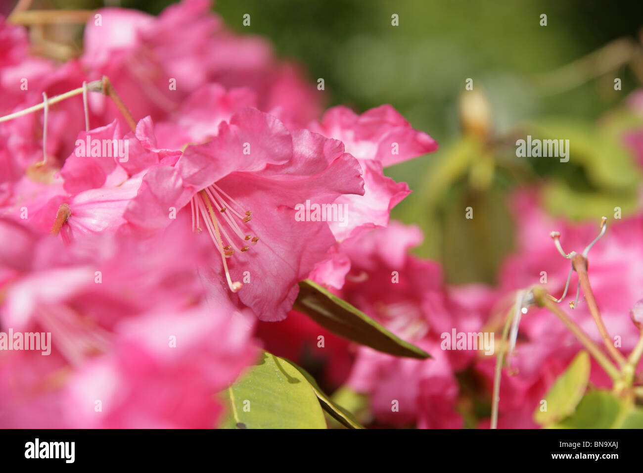 Jardins Walkden, la vente, l'Angleterre. Close up printemps rose de rhododendrons en fleurs à Walkden Jardins. Banque D'Images