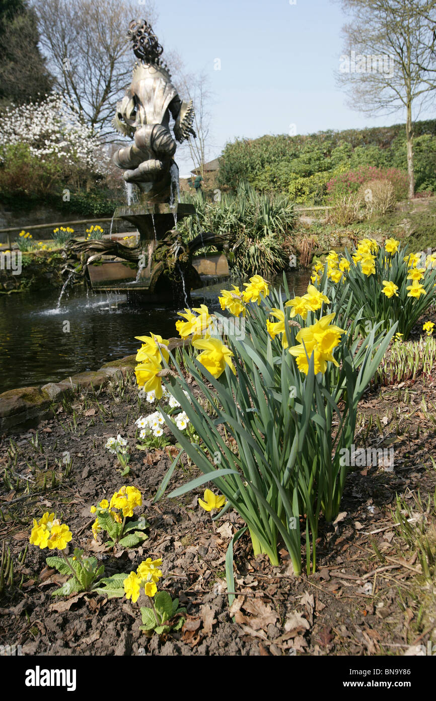 Chester Zoological Gardens. Vue de jonquilles printemps à la pleine floraison dans le Zoo de Chester's Jardin en contrebas. Banque D'Images