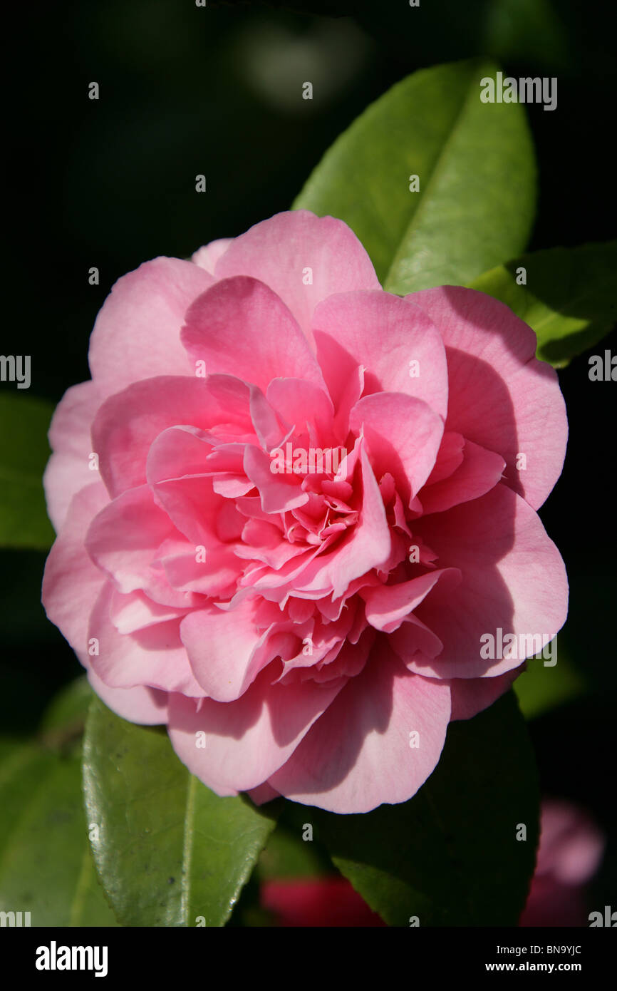 Cholmondeley Castle Gardens. Vue rapprochée d'un camellia rose en pleine floraison à Cholmondeley Castle Gardens. Banque D'Images