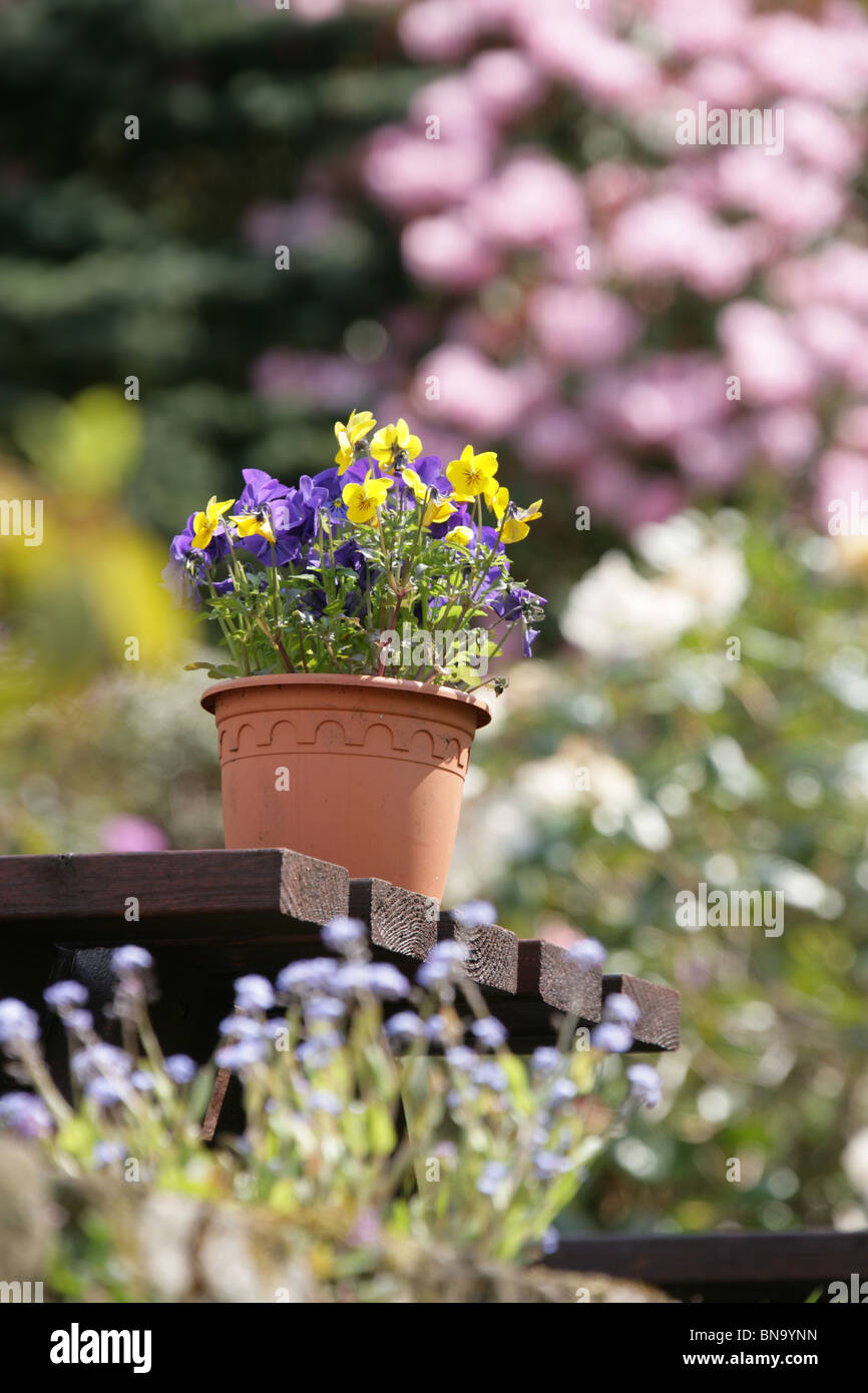 Jardins des rhododendrons Vallée Dunge, Angleterre. Printemps vue d'une plante en pot sur une table de jardin. Banque D'Images