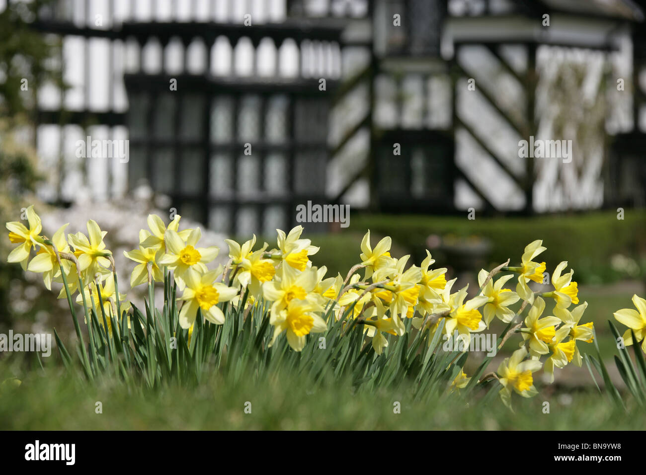 Gawsworth Old Hall, en Angleterre. Vue de printemps les jonquilles en pleine floraison avec vieux Gawsworth Hall out of focus à l'arrière-plan. Banque D'Images