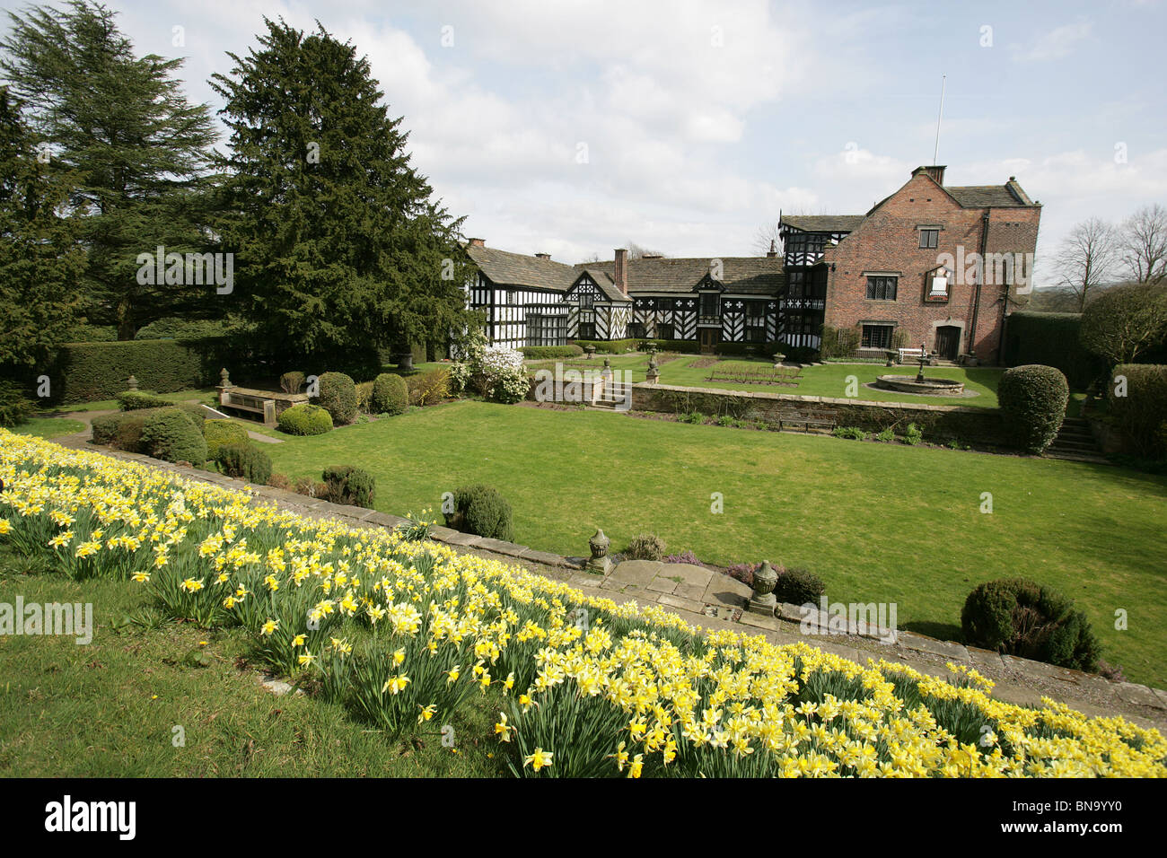 Gawsworth Old Hall, en Angleterre. Jonquilles en pleine floraison avec l'élévation ouest de Gawsworth Old Hall en arrière-plan. Banque D'Images