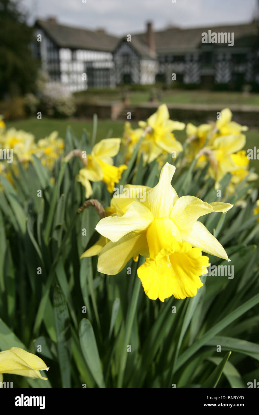 Gawsworth Old Hall, en Angleterre. Vue de printemps les jonquilles en pleine floraison avec vieux Gawsworth Hall out of focus à l'arrière-plan. Banque D'Images