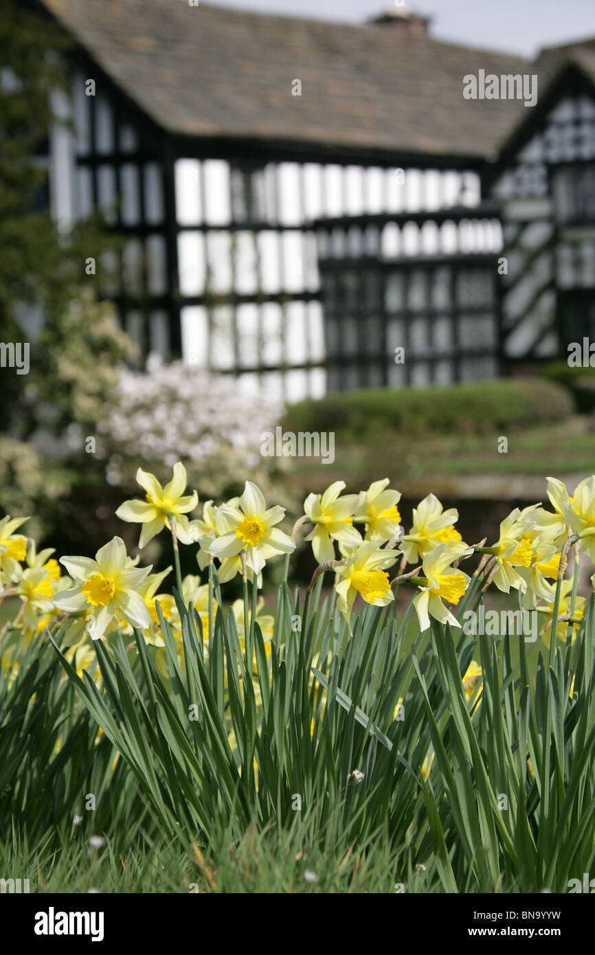 Gawsworth Old Hall, en Angleterre. Vue de printemps les jonquilles en pleine floraison avec vieux Gawsworth Hall out of focus à l'arrière-plan. Banque D'Images