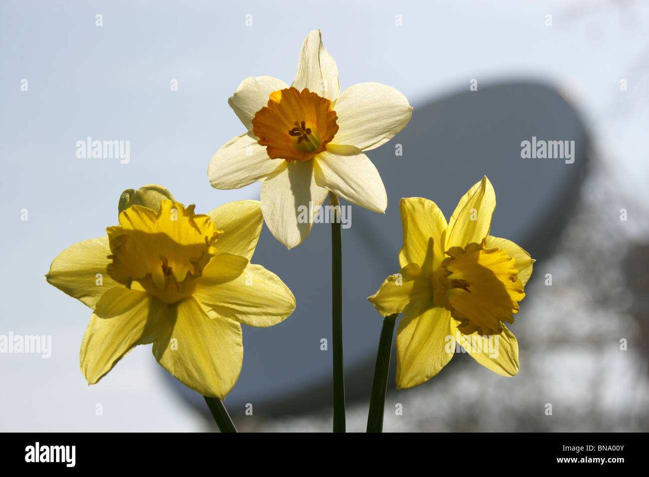 Arboretum de Jodrell Bank, en Angleterre. Close up printemps vue des jonquilles en pleine floraison à l'Arboretum de Jodrell Bank. Banque D'Images