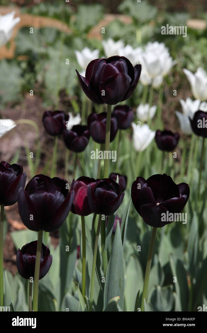 Ness Botanic Gardens, en Angleterre. Vue pittoresque du printemps noir, et blanc, tulipes en pleine floraison à l'OCIM des jardins botaniques. Banque D'Images