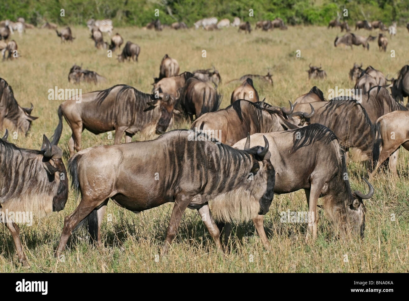 Gnous noirs qui paissent dans la savane de la Masai Mara National Reserve, Kenya, Afrique de l'Est Banque D'Images