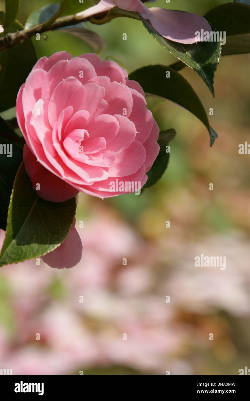 Ness Botanic Gardens, en Angleterre. Printemps pittoresque vue d'un camellia rose en pleine floraison à l'OCIM des jardins botaniques. Banque D'Images