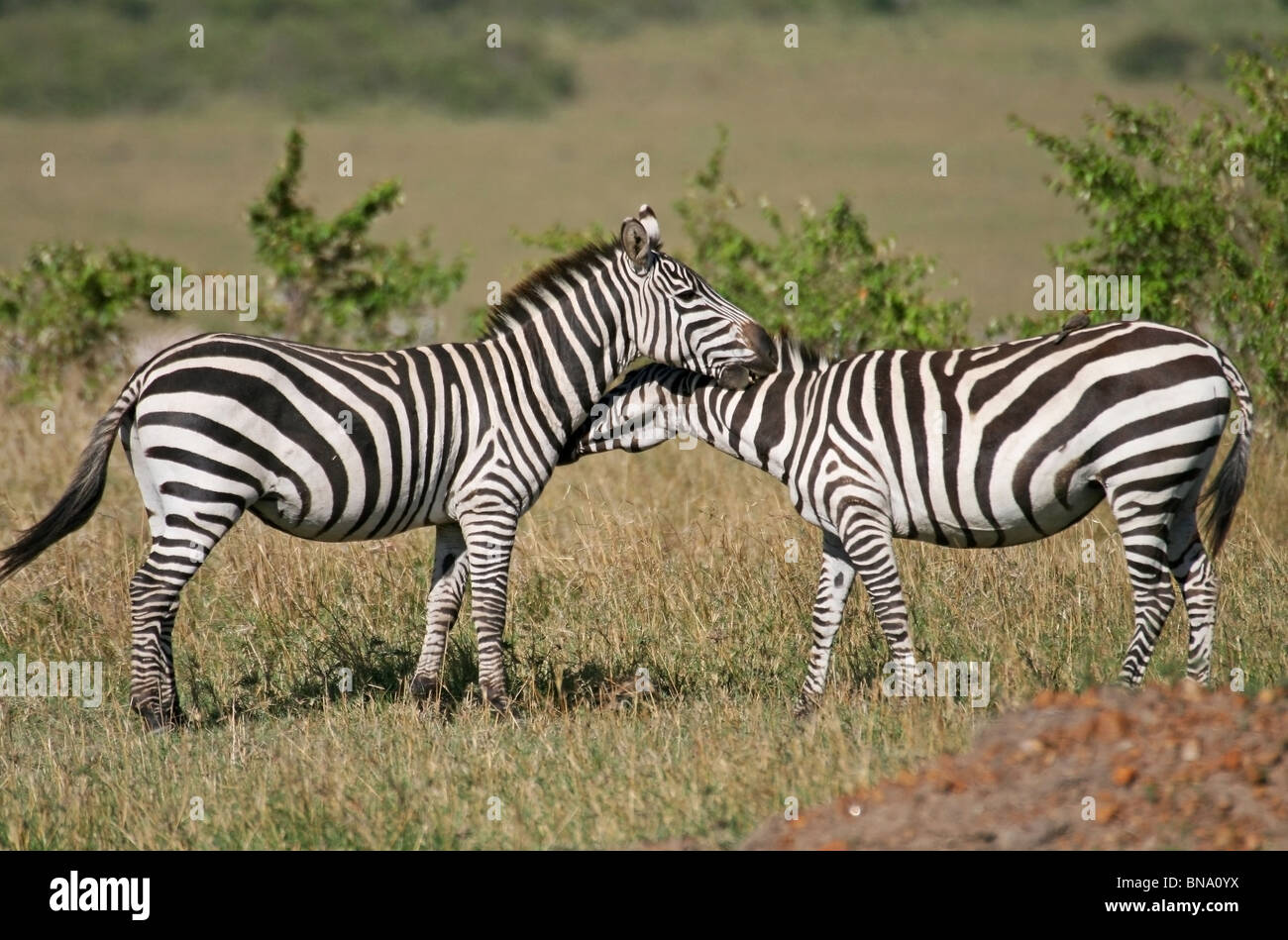 Les zèbres des plaines serrant les uns les autres dans la savane de la Masai Mara National Reserve, Kenya, Afrique de l'Est Banque D'Images