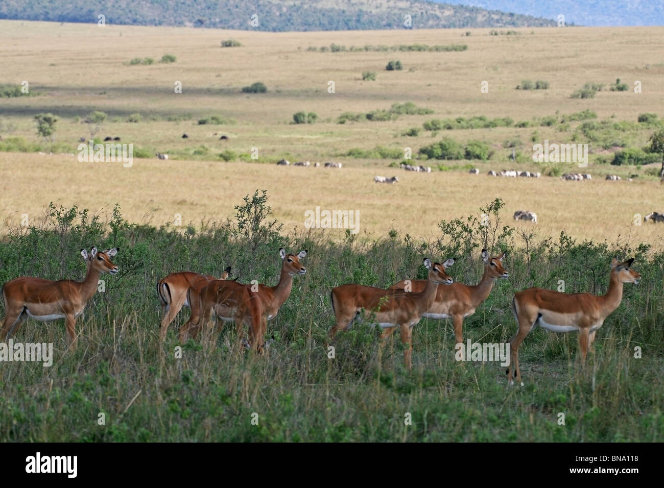 Un troupeau de chevreuils Impala Alerte debout dans le Masai Mara National Reserve, Kenya, Africa Banque D'Images