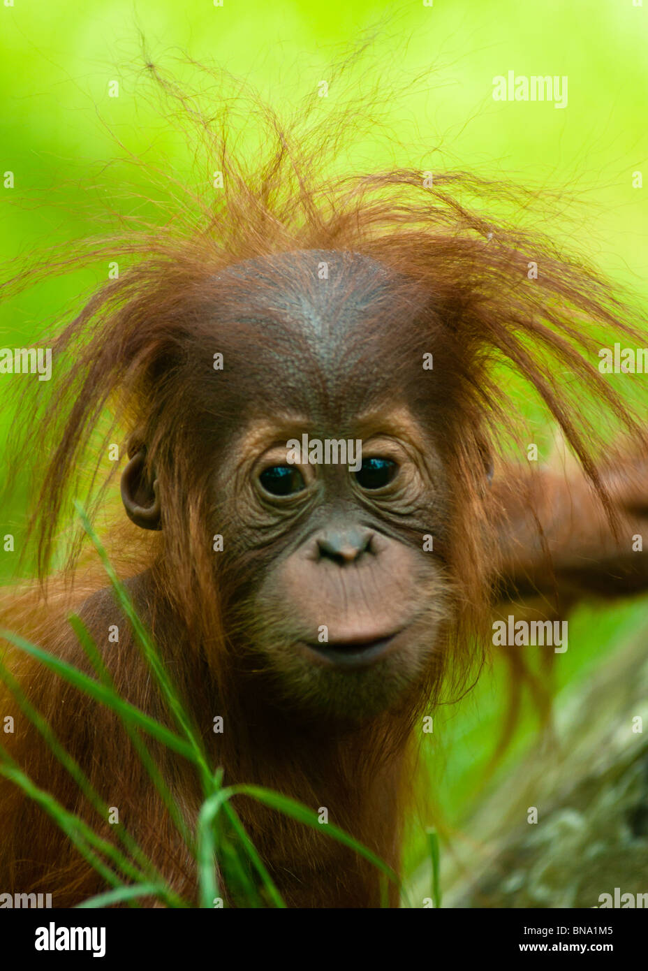 Bébé orang-outan (Pongo pygmaeus) de près. Banque D'Images