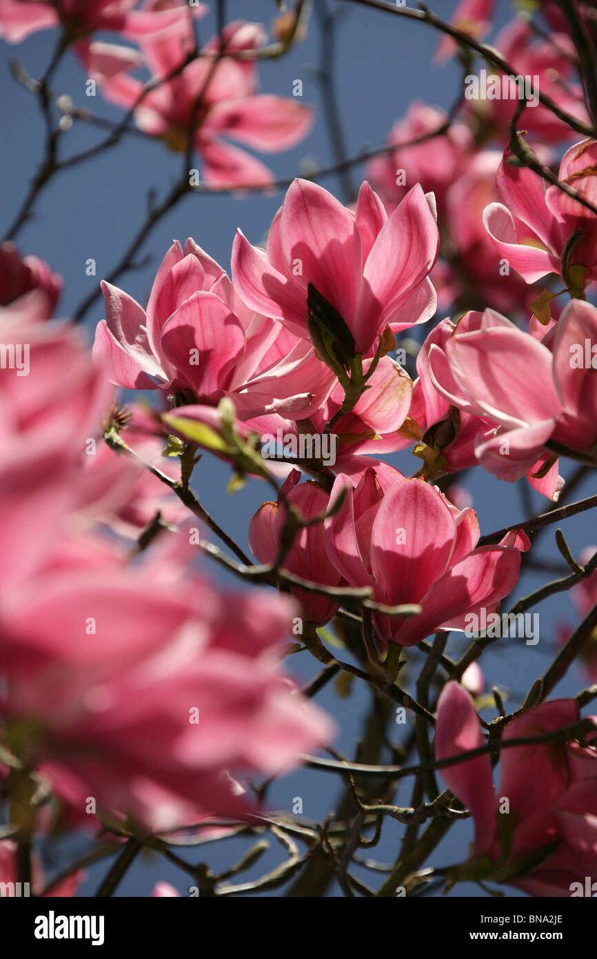 Arley Hall & Gardens, en Angleterre. Close up printemps vue d'un magnolia sprengeri en pleine floraison dans le bosquet woodland garden. Banque D'Images
