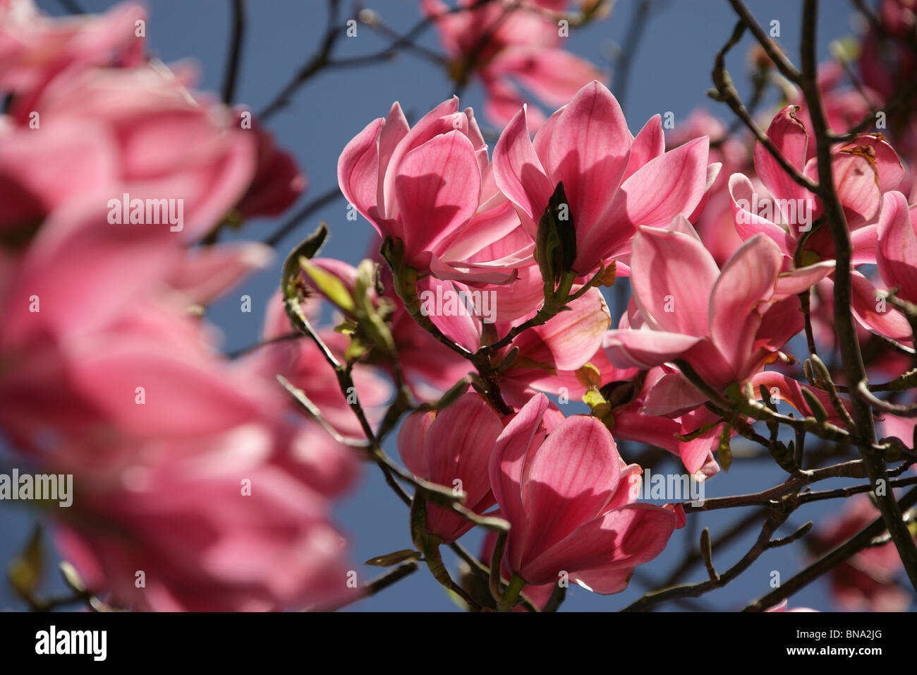 Arley Hall & Gardens, en Angleterre. Close up printemps vue d'un magnolia sprengeri en pleine floraison dans le bosquet woodland garden. Banque D'Images