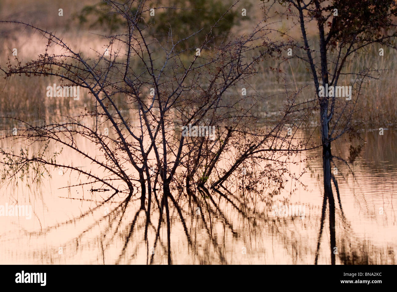 Reflet de l'arbre au coucher du soleil dans le Delta de l'Okavango, au Botswana Banque D'Images