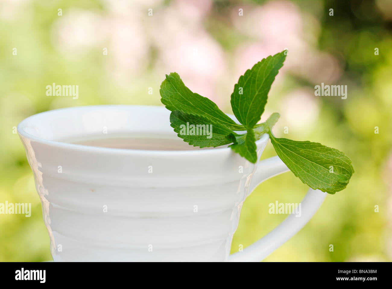 Plante sucrée (Stevia rebaudiana) Banque D'Images