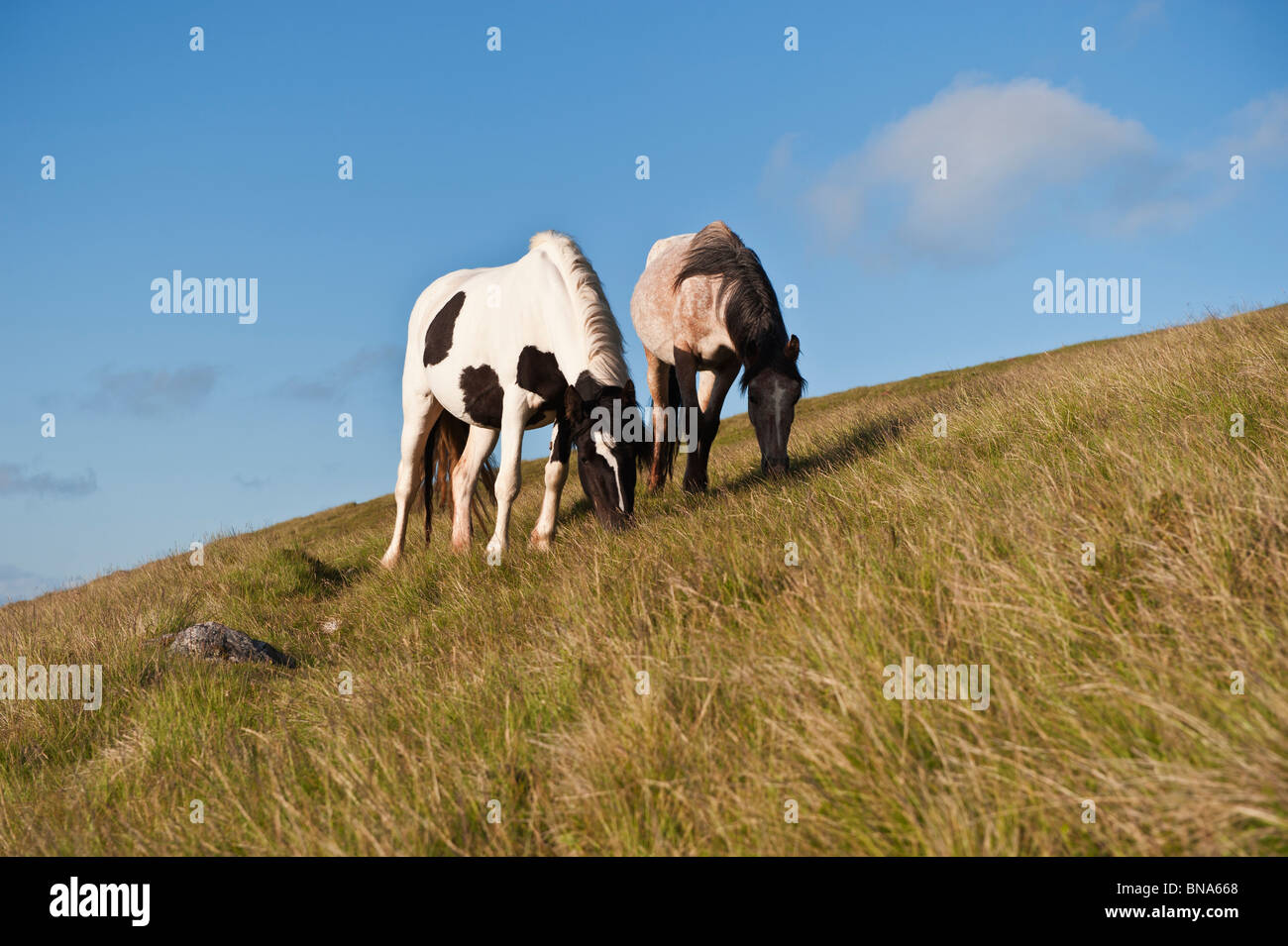 Poneys Welsh mountain feed on grassy hillside, Hay Bluff, au Pays de Galles Banque D'Images