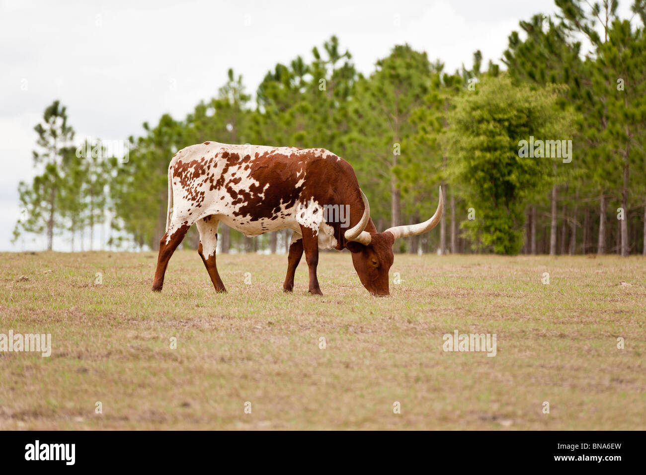 Leesburg, FL - Mars 2009 - Longhorn vache au pâturage près de Leesburg, en Floride Banque D'Images