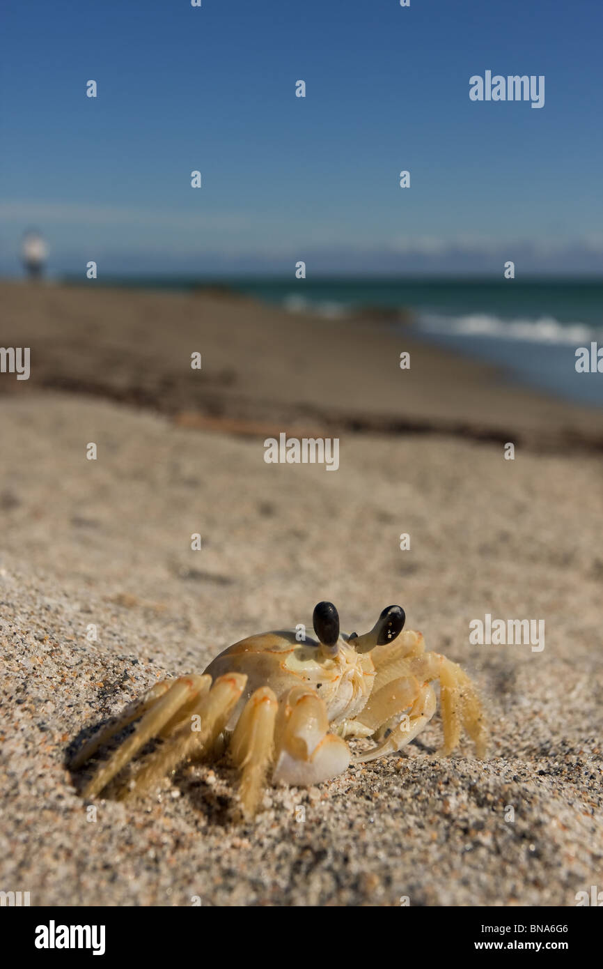 Le crabe fantôme est un prédateur des nouveau-nés de tortues de mer en Floride USA Banque D'Images