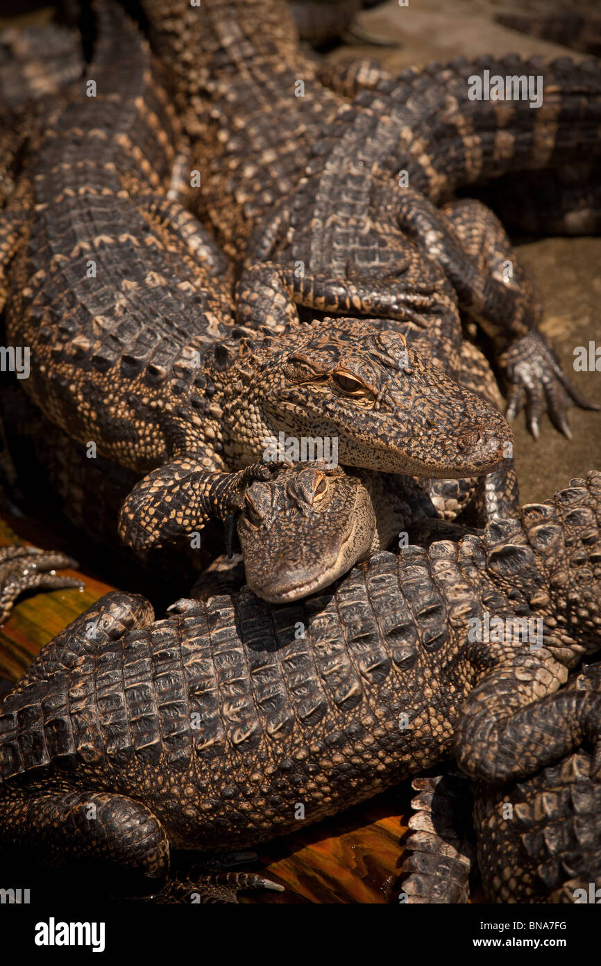 Les jeunes alligators (Alligator mississipiensis) Détendez-vous sur des terres à Myrtle Beach, SC. Banque D'Images Les jeunes alligators (Alligator mississipiensis) Détendez-vous sur des terres à Myrtle Beach, SC. Banque D'Images