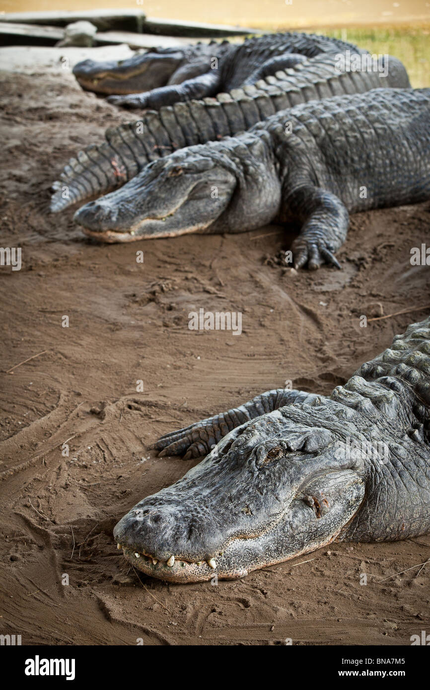 Groupe d'alligators Alligator mississipiensis (américain) détend sur terre à Myrtle Beach, SC. Banque D'Images Groupe d'alligators Alligator mississipiensis (américain) détend sur terre à Myrtle Beach, SC. Banque D'Images