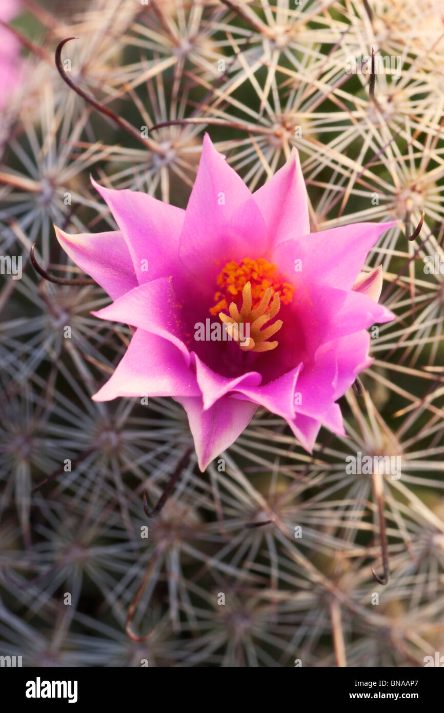 Fishhook Cactus, McDowell Sonoran Préserver, Scottsdale, Arizona. Banque D'Images