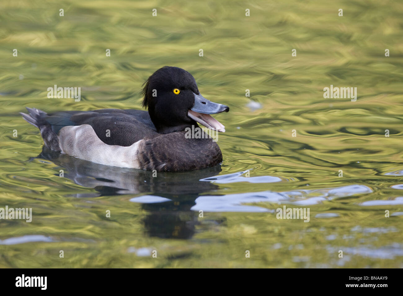 Fuligule morillon - Aythya fuligula Banque D'Images