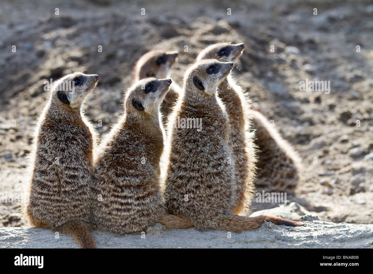 Groupe de suricates Banque D'Images