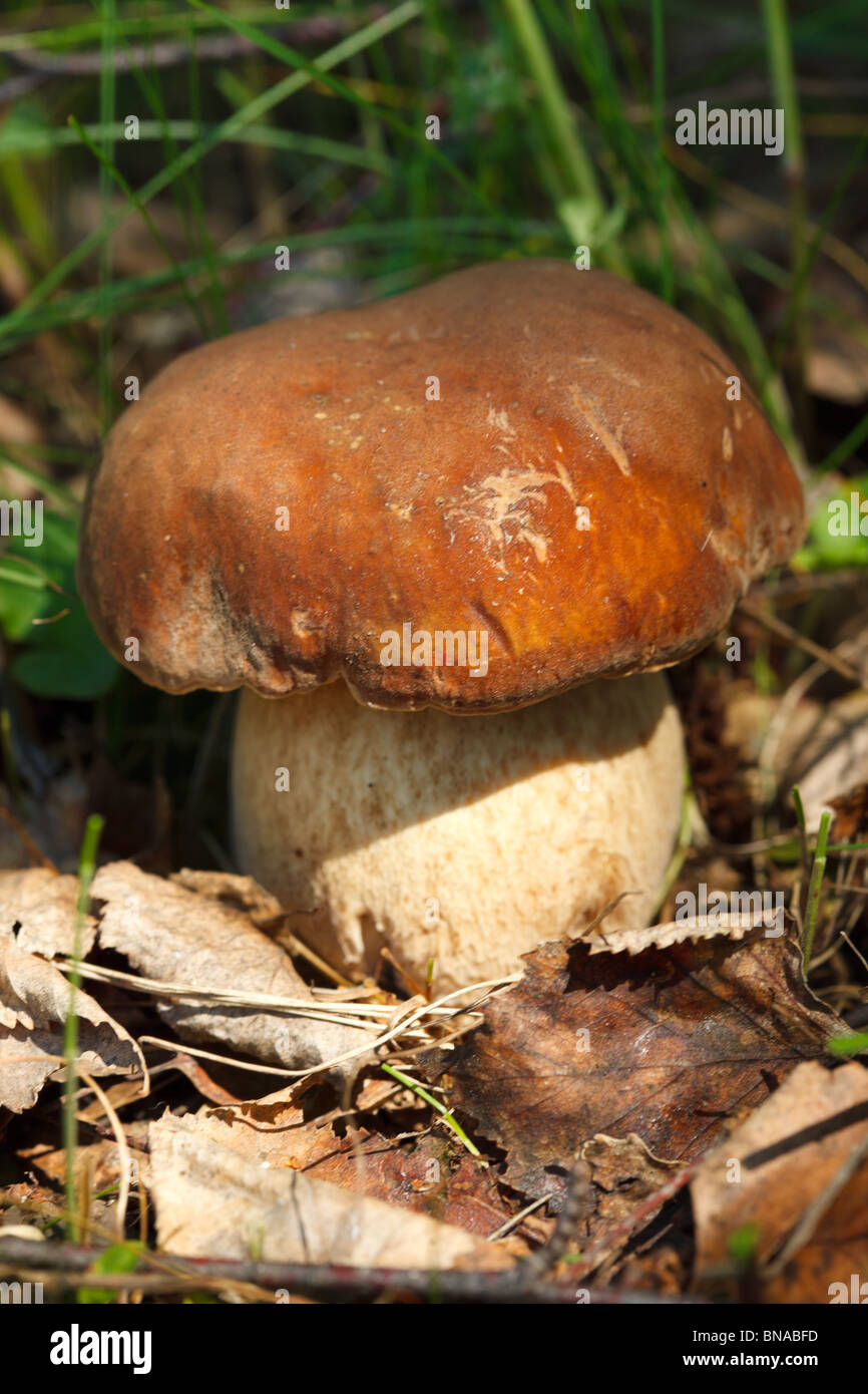 Les champignons comestibles qui poussent sur la terre, à la nature sauvage. Banque D'Images