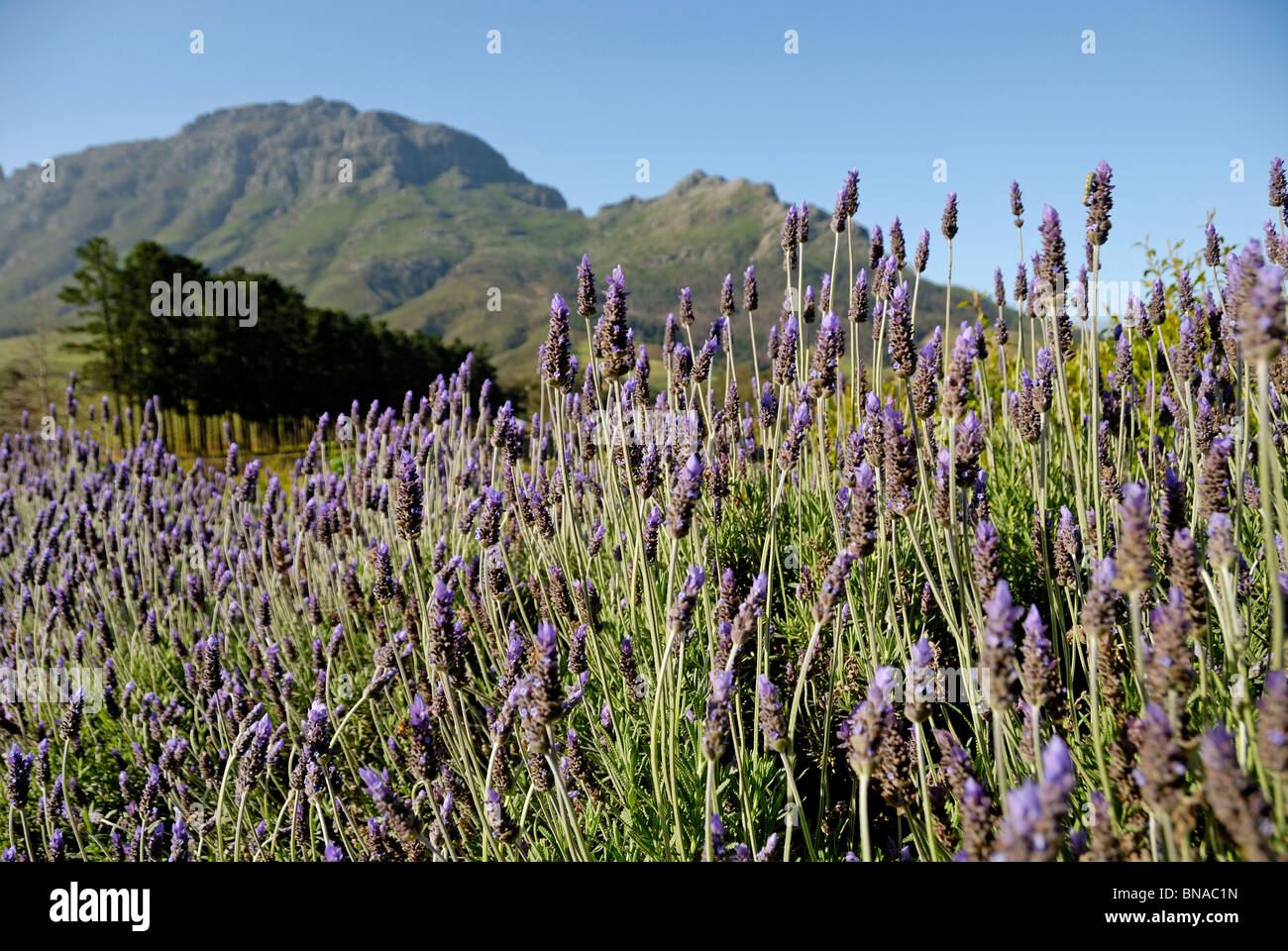Fleurs de Lavande près de Stellenbosch, South Western Cape, Afrique du Sud Banque D'Images