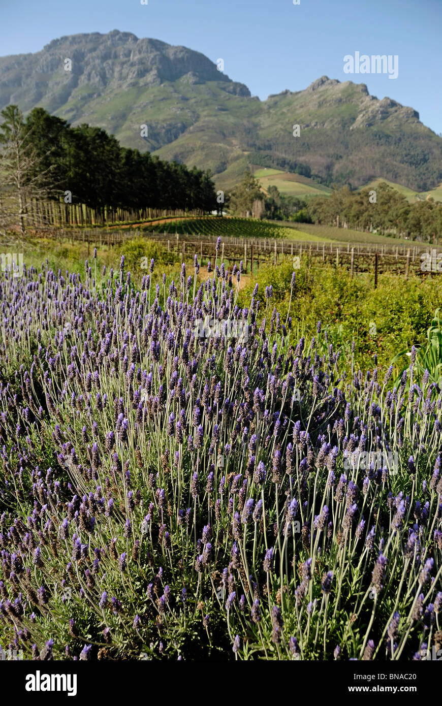 L'Afrique du Sud vue paysage de vignobles de Stellenbosch, South Western Cape, Afrique du Sud Banque D'Images