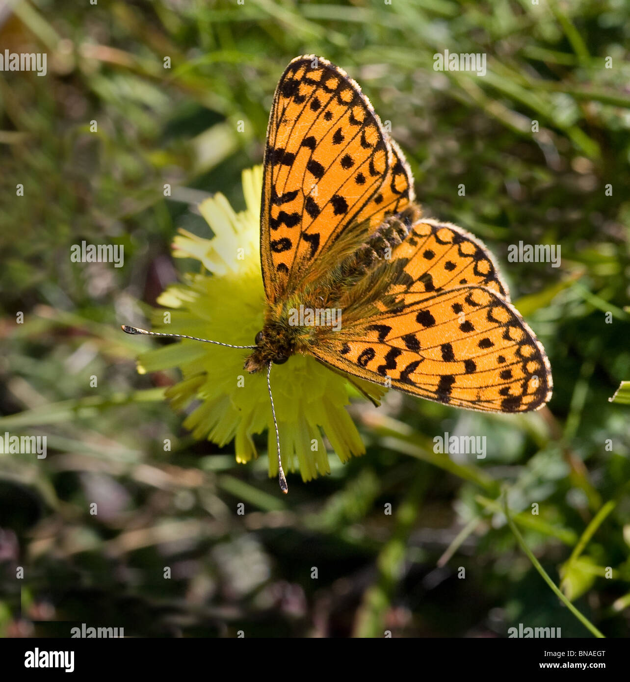 Petite perle bordé Fritillary Boloria selene butterfly se nourrissant de l'épervière Banque D'Images