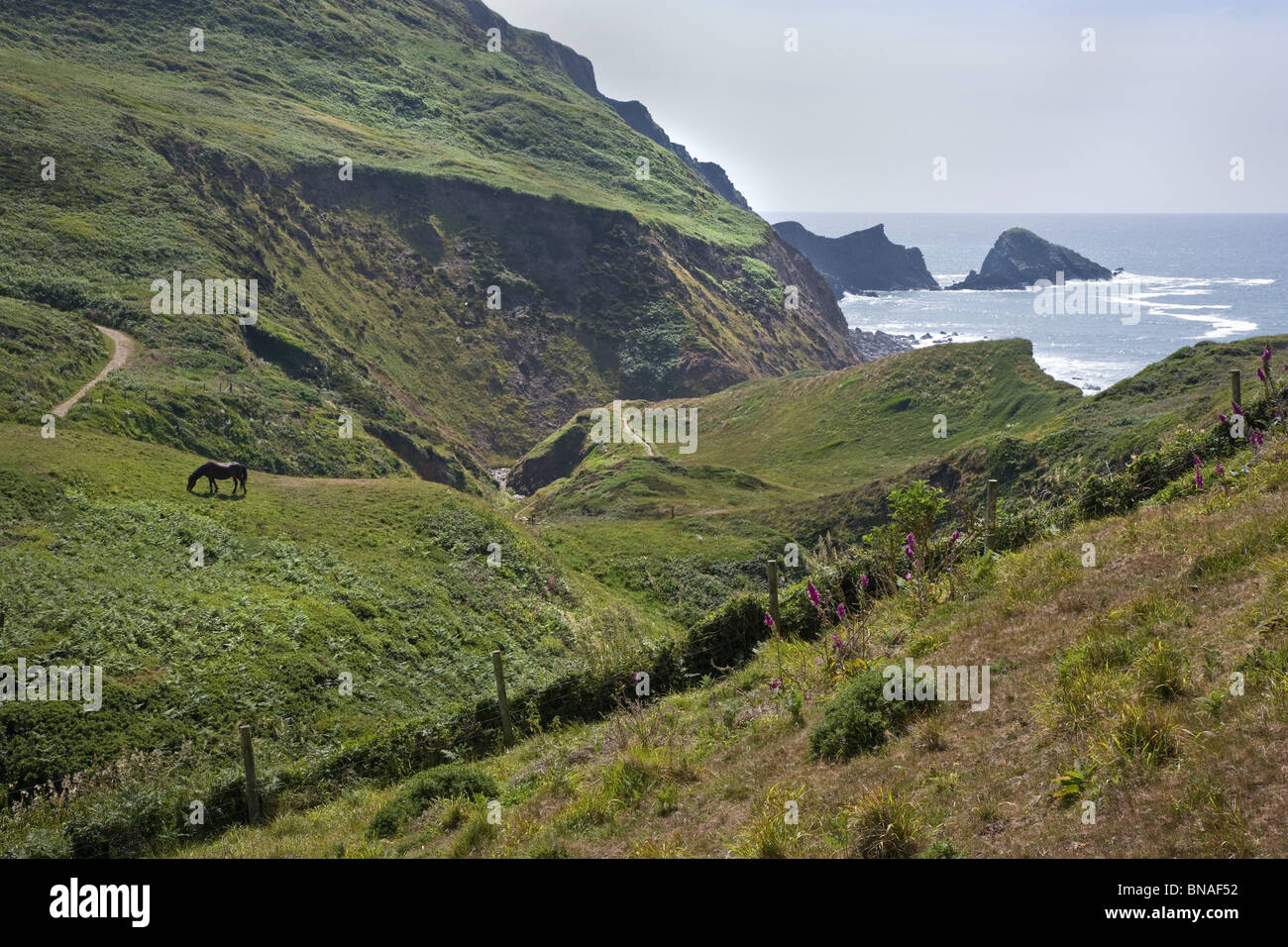 Paysage avec à cheval vers l'ensemble de la roche Mouette Marsland Valley et la frontière entre le Devon et Cornwall sur la côte Banque D'Images