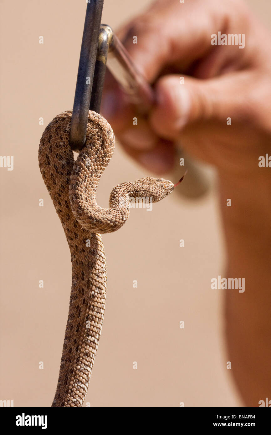 Serpent dans désert près de Swakopmund Banque D'Images