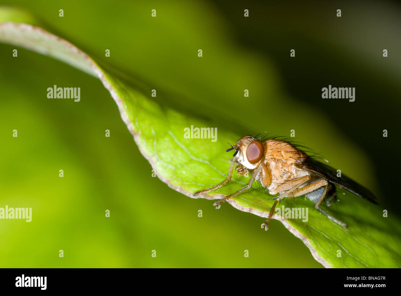 Fly assis sur une feuille Banque D'Images