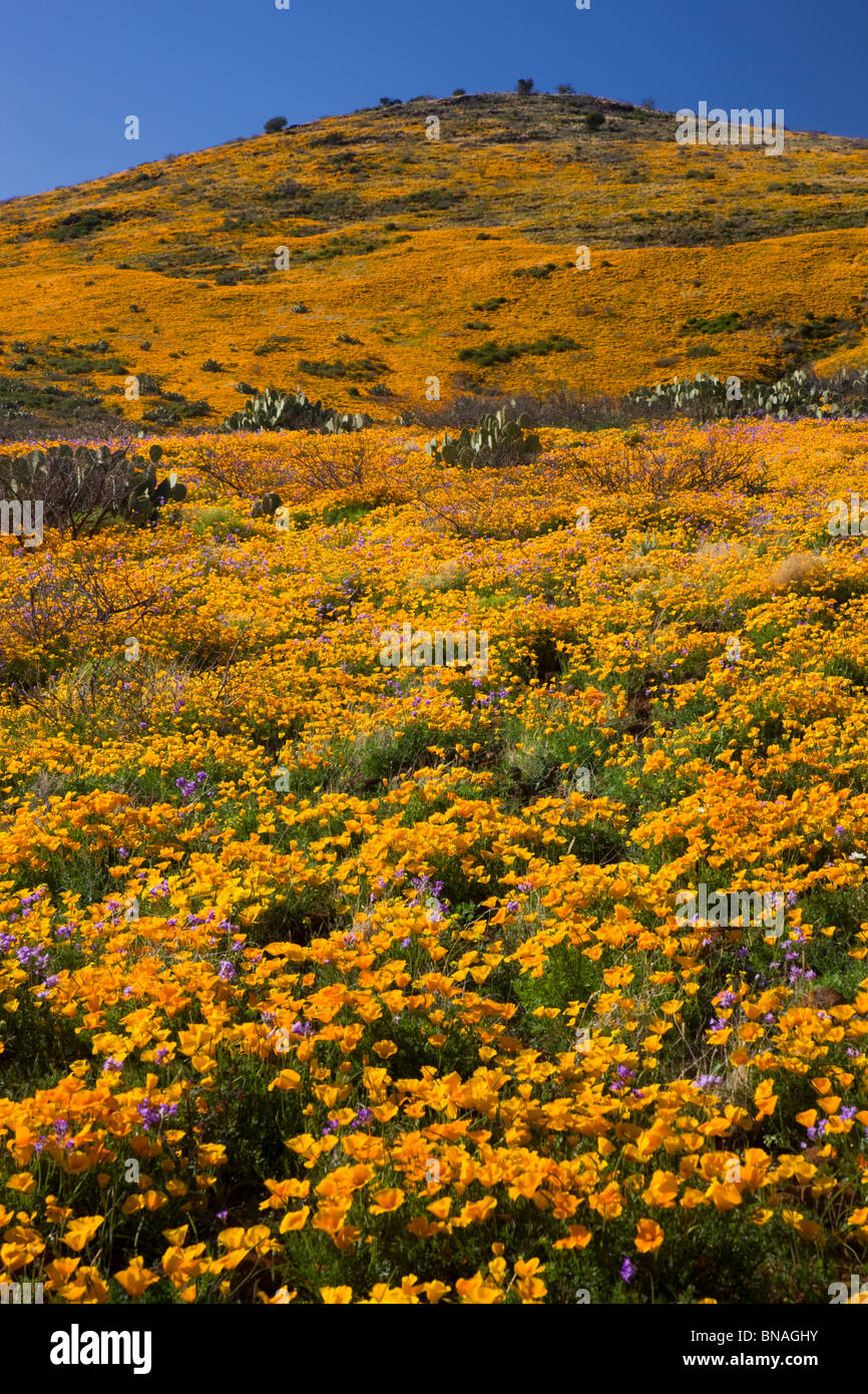 Fleurs sauvages dans les Black Hills, Arizona. Banque D'Images