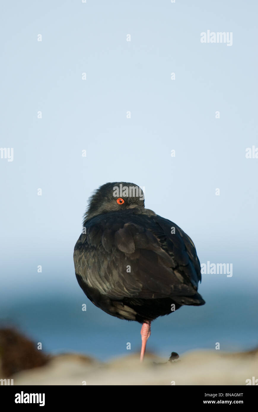 L'Huîtrier Variable Haematopus unicolor Kaikoura Nouvelle-zélande Banque D'Images