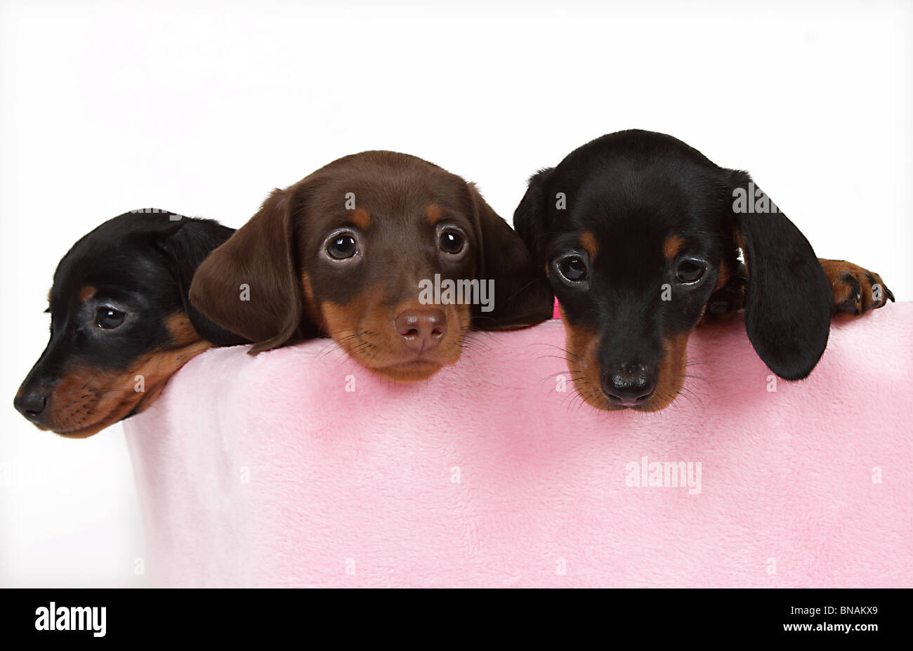 Adorable Chiots Teckel dans un lit pour chien Banque D'Images