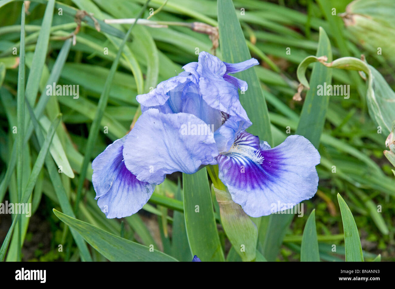 Iris nain, Iris 'fée Clochette' Banque D'Images