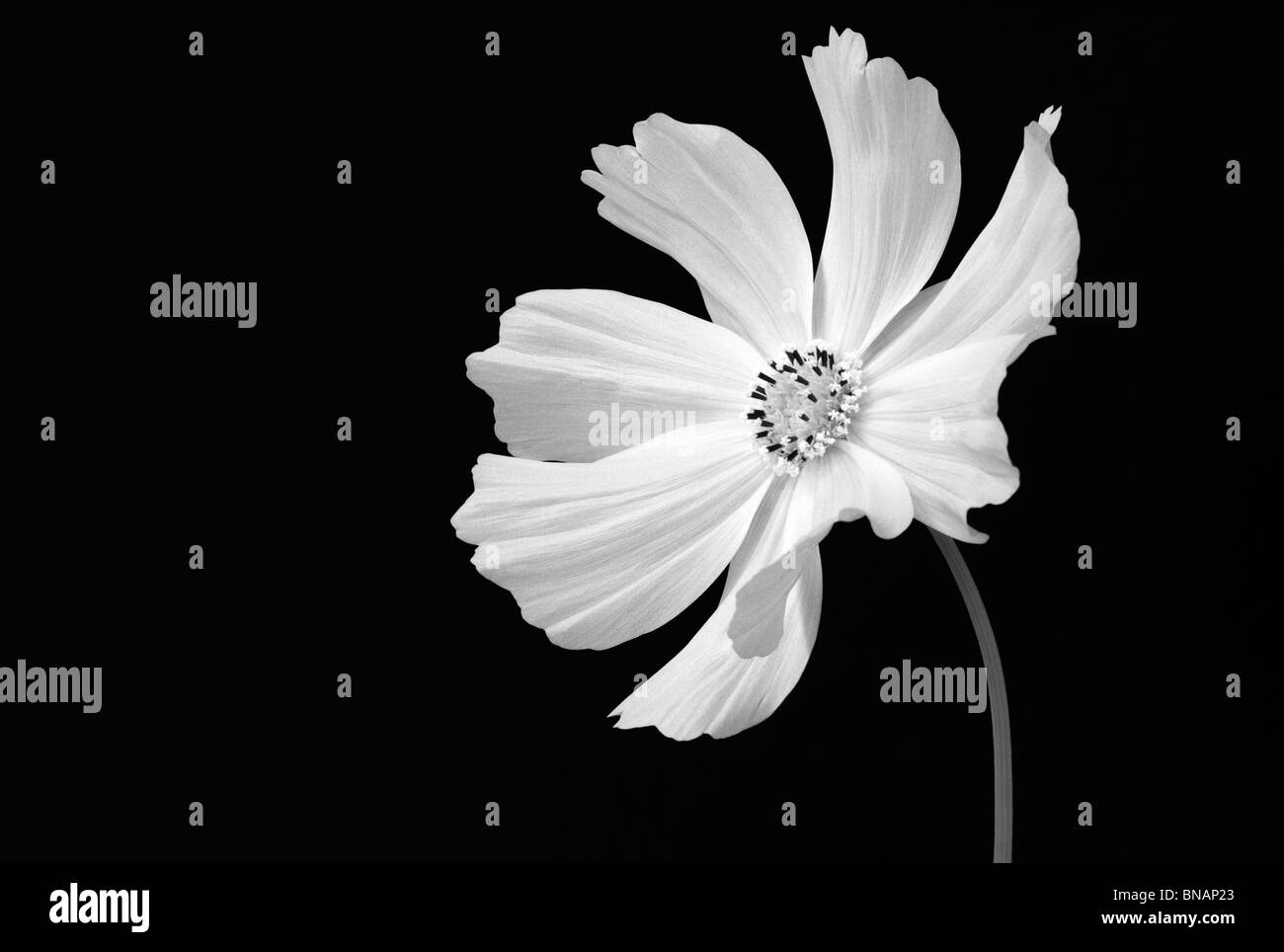 Nature morte noir et blanc Portrait d'une fleur Cosmos blanc Banque D'Images